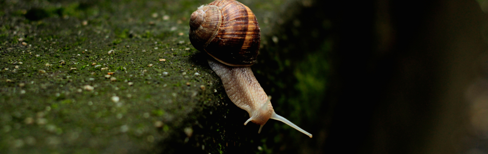 Février 2026 – Emploi et transition verte au Québec